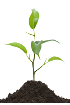 Grow Your Business
